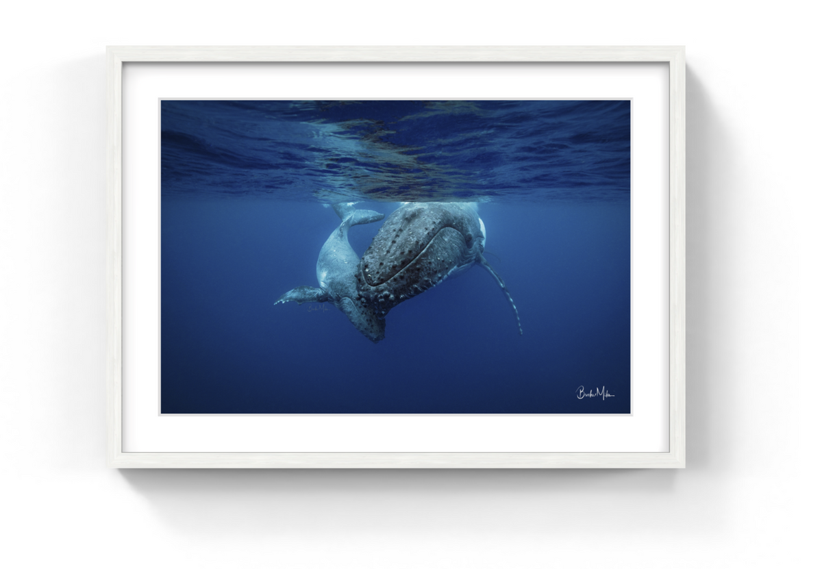 Framed humpback whale art "Never Far" - Hero image
