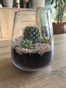 Succulent Terrarium - Hero Image