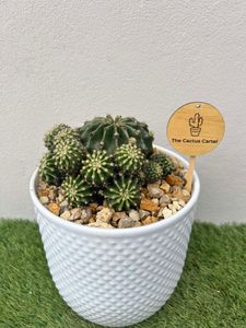Easter Lilly Cactus - Hero Image