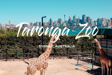 Taronga Zoo - Hero Image