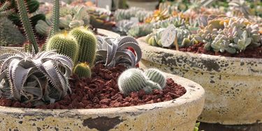 $100 Voucher for Ross Evans Garden Centre - Hero Image