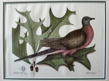 Print - Pigeon Of Passage - Hero Image