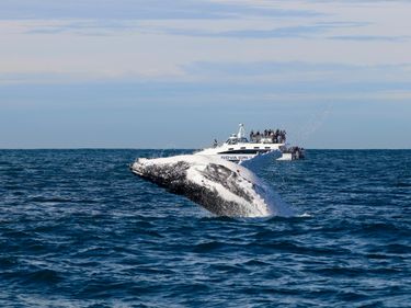 Nova Cruises Whale Watching for 2 - Hero Image